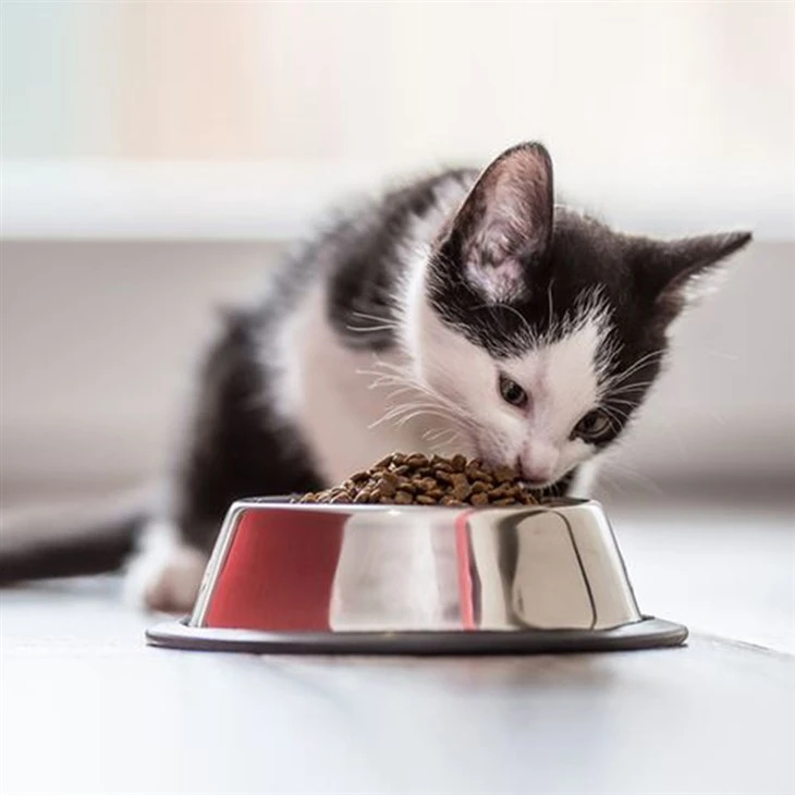 Best Indoor Kitten Food